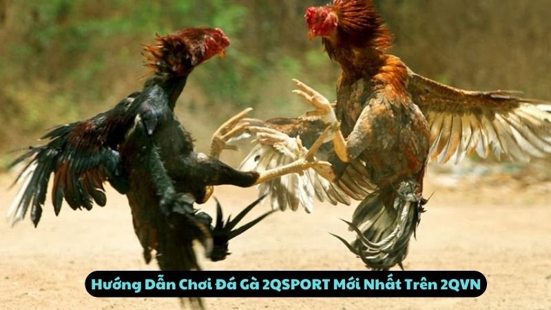 Hướng Dẫn Chơi Đá Gà 2QSPORT Mới Nhất Trên 2QVN