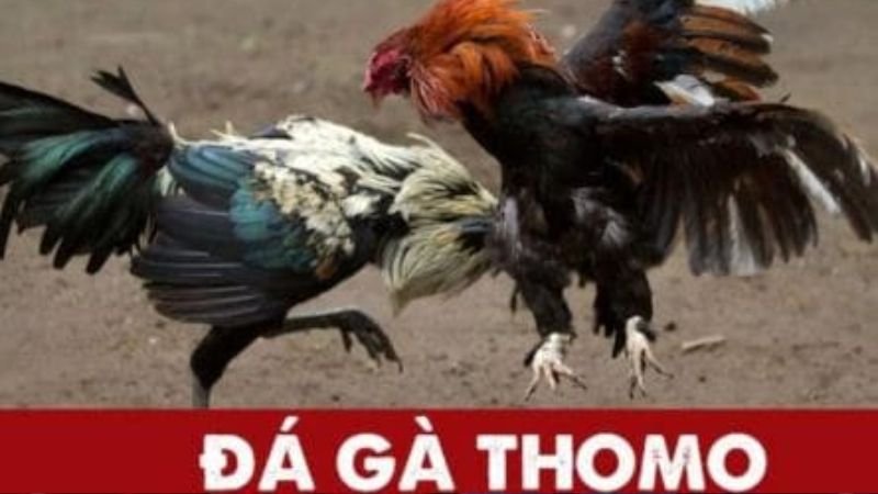 Giới thiệu chung về đá gà trực tiếp thomo